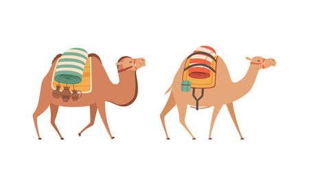 amel Domesticated Desert Caravan Animal with Saddle Vector Setのイラスト素材