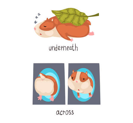 Cute Hamster Demonstrating English Language Preposition Word Vector Setのイラスト素材