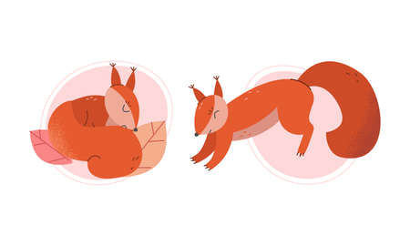 Furry Squirrel Animal with Bushy Tail and Red Coat Vector Setのイラスト素材