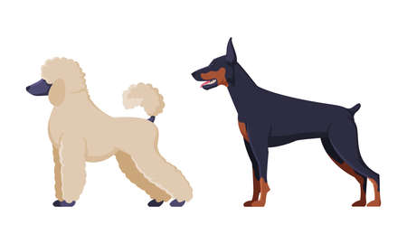 Poodle and Dobermann Purebred Dog as Domestic Pet Animal in Standing Pose Side View Vector Setのイラスト素材