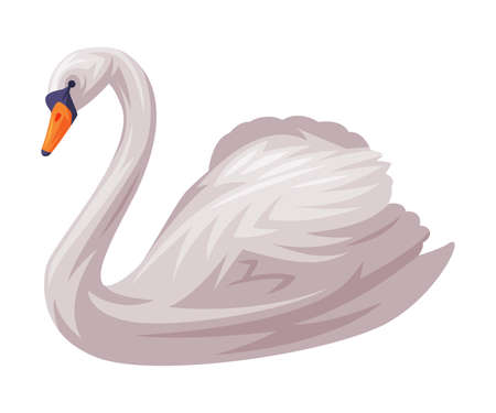 White Swan as Finland Symbol and Attribute Vector Illustrationのイラスト素材