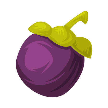 Purple Mangosteen Fruit as Thailand Symbol and Tropical Food Vector Illustrationのイラスト素材