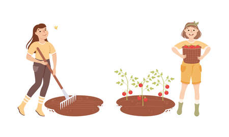 Female farmers picking tomatoes and loosening soil with rake. Farming and agriculture cartoon vector illustrationのイラスト素材