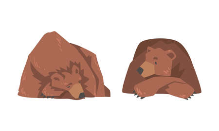 Sleeping Brown Bear as Large Wild Terrestrial Carnivore Mammal with Thick Fur Vector Setのイラスト素材