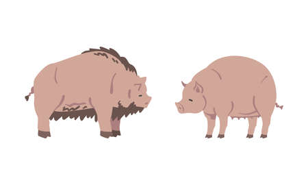 Swine and Hog as Hoofed Mammal and Farm Animal Vector Setのイラスト素材