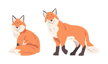 Orange Fox as Omnivorous Mammal with Pointed Snout and Long Bushy Tail Sitting and Standing Vector Setのイラスト素材