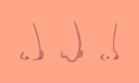 Human Nose Stroke Curve for Face Design and Construction Vector Setのイラスト素材