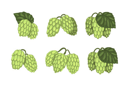 Fresh green hop plants with cones and leaves vector illustrationのイラスト素材