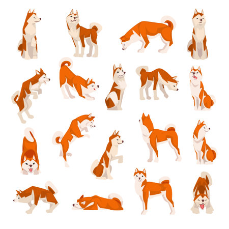 Shiba Inu as Japanese Breed of Hunting Dog with Prick Ears and Curled Tail in Different Pose Big Vector Setのイラスト素材