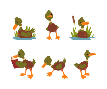Funny Green Dabbling Duck Character as Feathered Waterfowl Bird Vector Setのイラスト素材