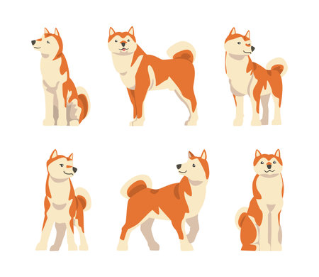 Shiba Inu as Japanese Breed of Hunting Dog with Prick Ears and Curled Tail in Different Poses Vector Setのイラスト素材