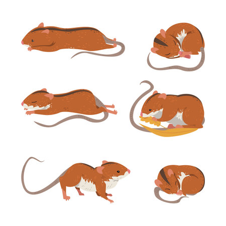 Field Mouse as Small Rodent with Long Tail and Dorsal Black Stripe Vector Setのイラスト素材