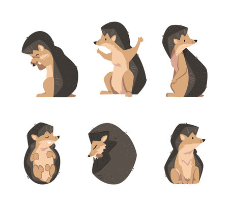 Cute Hedgehog Spiny Mammal in Different Pose Vector Setのイラスト素材