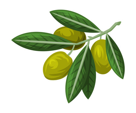 Green Olive Branch with Leaf and Fruit as Greece Object and Traditional Cultural Symbol Vector Illustrationのイラスト素材