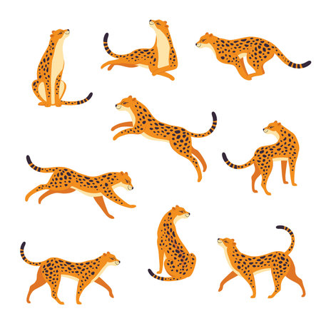 Leopard as Wild Cat with Long Spotted Body Sitting, Running and Walking Vector Setのイラスト素材