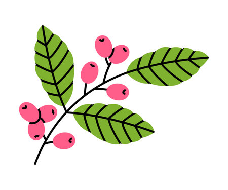 Coffee Twig with Berries and Green Leaves Vector Illustrationのイラスト素材