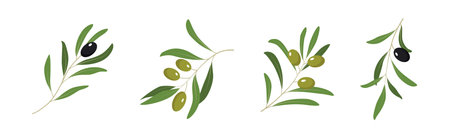 Olive Branches with Olives Green and Black Vector Setのイラスト素材