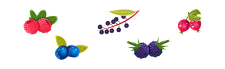 Ripe Juicy Berry as Garden Sweet Crop Vector Setのイラスト素材