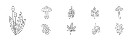 Forest and Woodland Nature Element and Plant Vector Setのイラスト素材