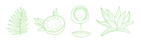Hand Drawn Coconut and Aloe as Healthy Natural Product Vector Setのイラスト素材