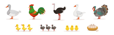 Farm Bird and Rural Poultry Feathered Fauna Vector Setのイラスト素材
