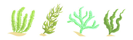 Colorful Coral and Sea Bottom Plant Vector Set