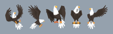 Eagle or Vulture Predatory Bird of Prey Vector Setのイラスト素材