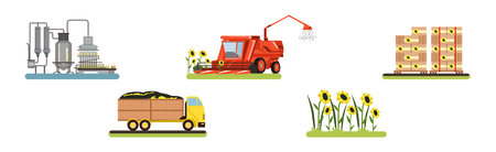 Sunflower Organic Oil Production Process Stage Vector Setのイラスト素材