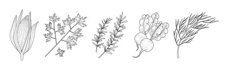 Sketch Vegetables as Garden Crop Harvest Vector Setのイラスト素材