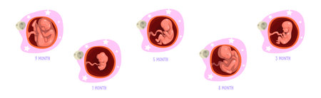 Human Embryo Month Development Stages Medical Infographic Element Vector Setのイラスト素材