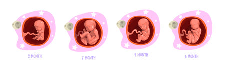 Human Embryo Month Development Stages Medical Infographic Element Vector Setのイラスト素材