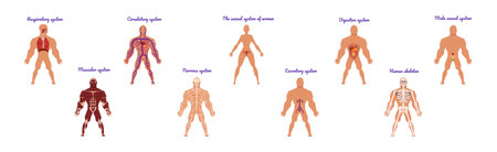 Educative Anatomy with Body Inner System and Organ Vector Setのイラスト素材