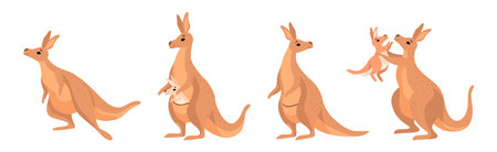 Funny Brown Kangaroo Australian Animal Character in Different Pose Vector Setのイラスト素材