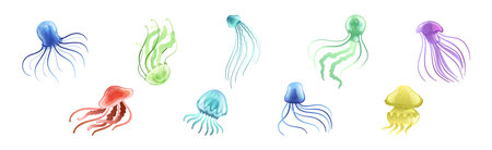 Jellyfish and Sea Jelly as Free-swimming Marine Animal Vector Setのイラスト素材