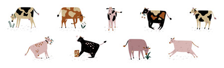 Cow with Udder and Bell Grazing on Pasture as Dairy Cattle Breeding and Farming Vector Setのイラスト素材