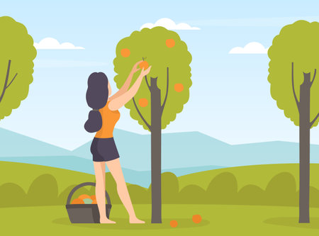 Garden with Woman Character Working in the Yard Pick Fruit Vector Illustrationのイラスト素材