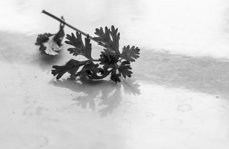 Spinachの写真素材