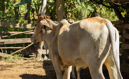 cowの写真素材