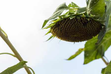 Sunflowerの写真素材