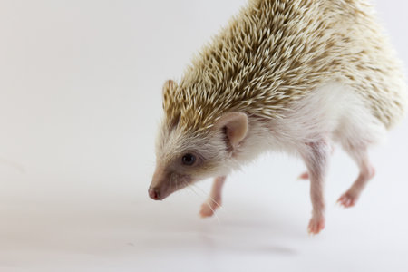  Hedgehogの写真素材