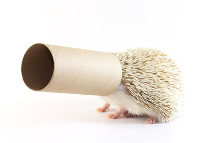 Hedgehogの写真素材