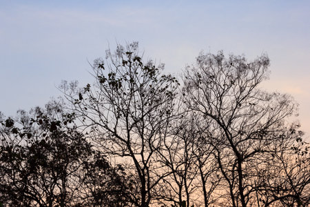 Branchの写真素材