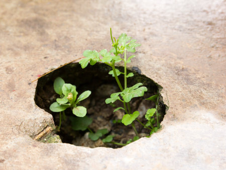 plantsの写真素材
