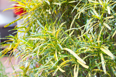 Dwarf bamboo