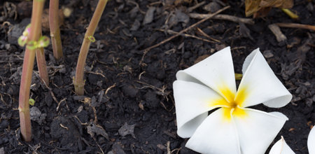 frangipaniの写真素材