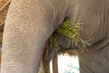 the animal elephant in Thailandの写真素材