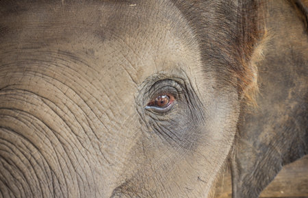the animal elephant in Thailandの写真素材