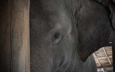 the animal elephant in Thailandの写真素材