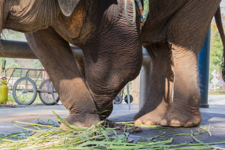 Elephant injured under the supervision of a doctor の写真素材