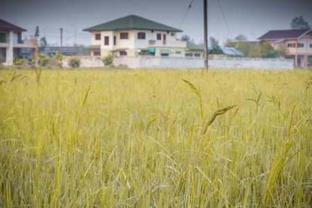 Beautiful rice field in Thailandの写真素材